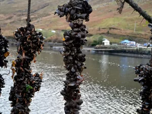 Visit a mussel farm on the Killary Fjord in Connemara
