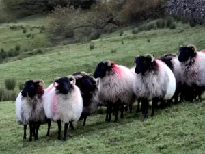 Colourful sheep at the Glengowla Sheep Farm in the Connemara hills