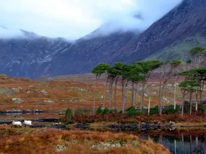 Derryclare island close to the Inagh valley in the heart of Connemara