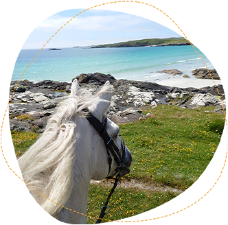 Connemara Pony enjoying the Wild Atlantic Way View